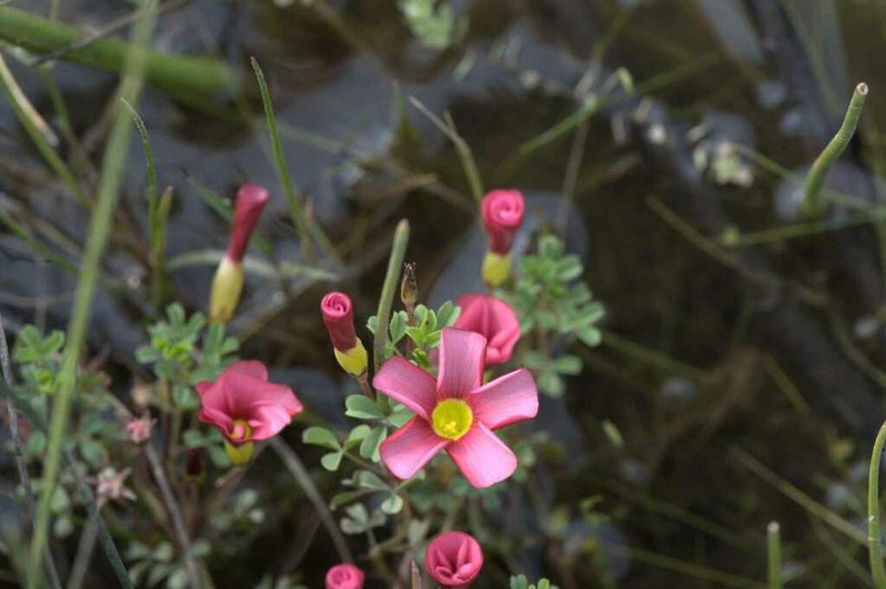 Oxalis goniorhiza photo 3