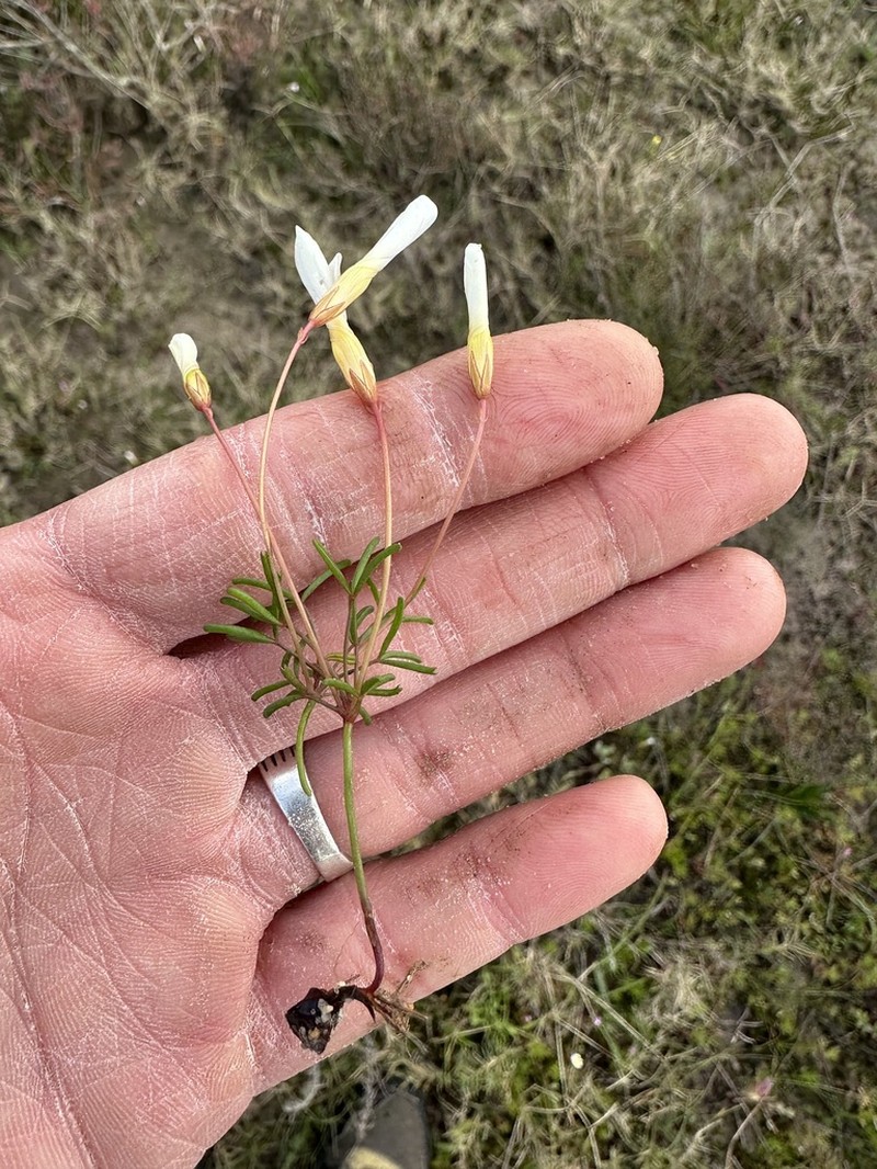 Oxalis goniorhiza photo 4