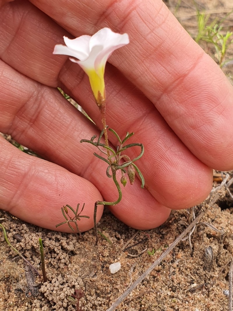 Oxalis goniorhiza photo 5