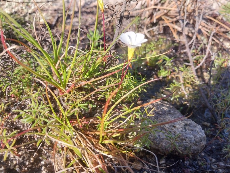 Oxalis goniorhiza photo 6