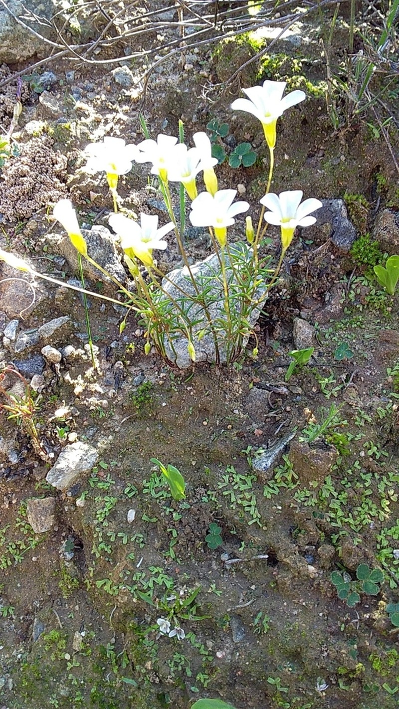 Oxalis goniorhiza photo 8