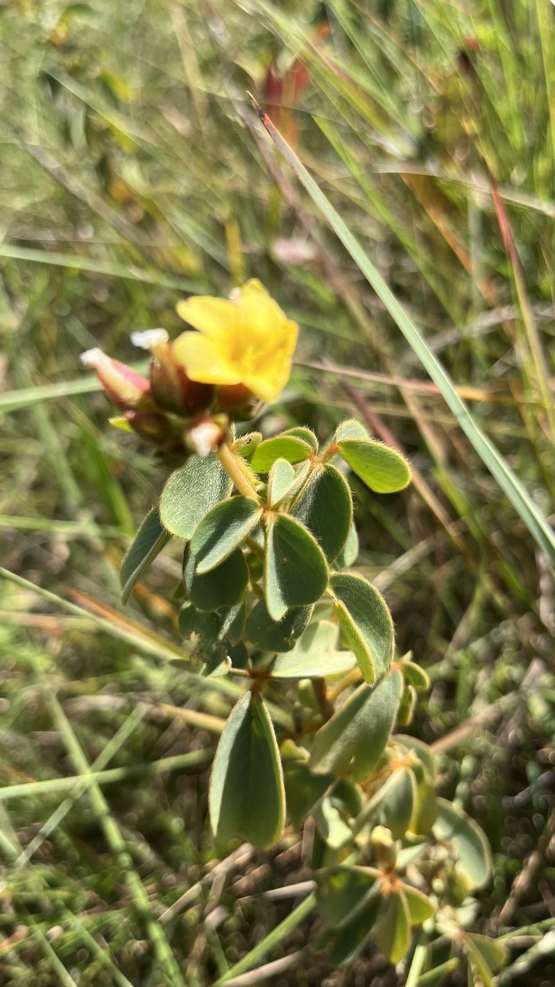 Oxalis goyazensis photo 2