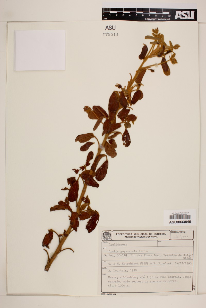 Oxalis goyazensis photo 3