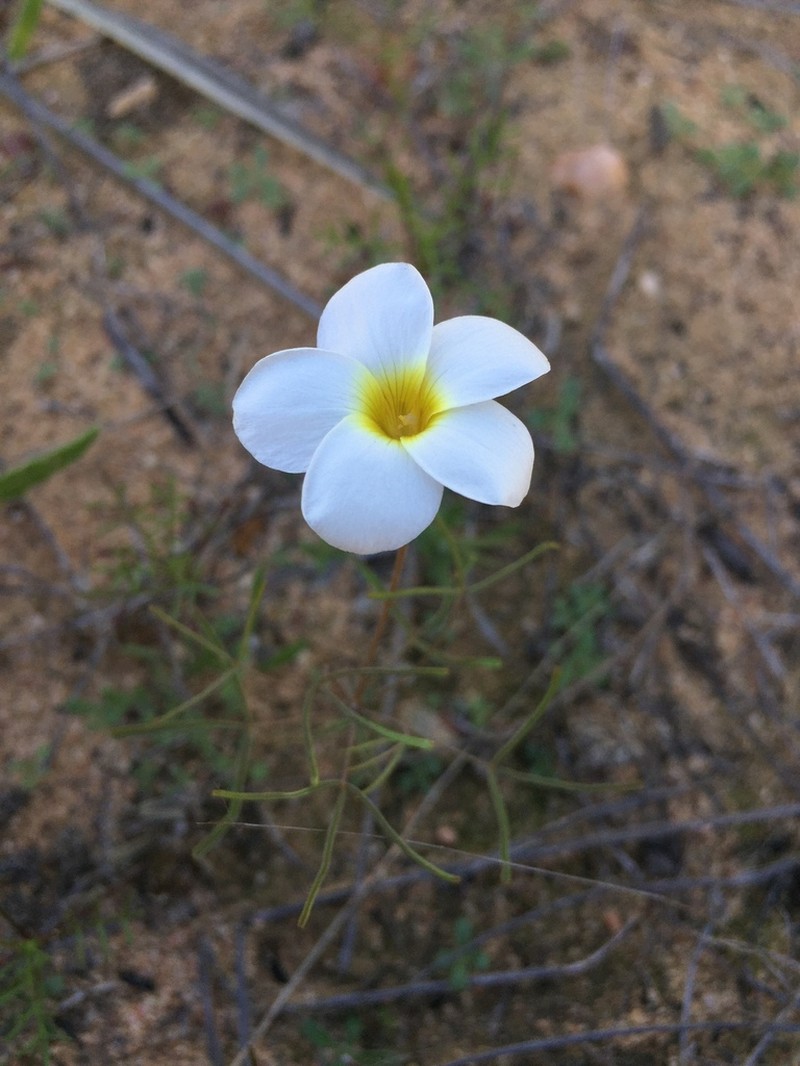 Oxalis gracilipes photo 2