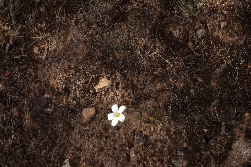 Oxalis gracilipes photo 3