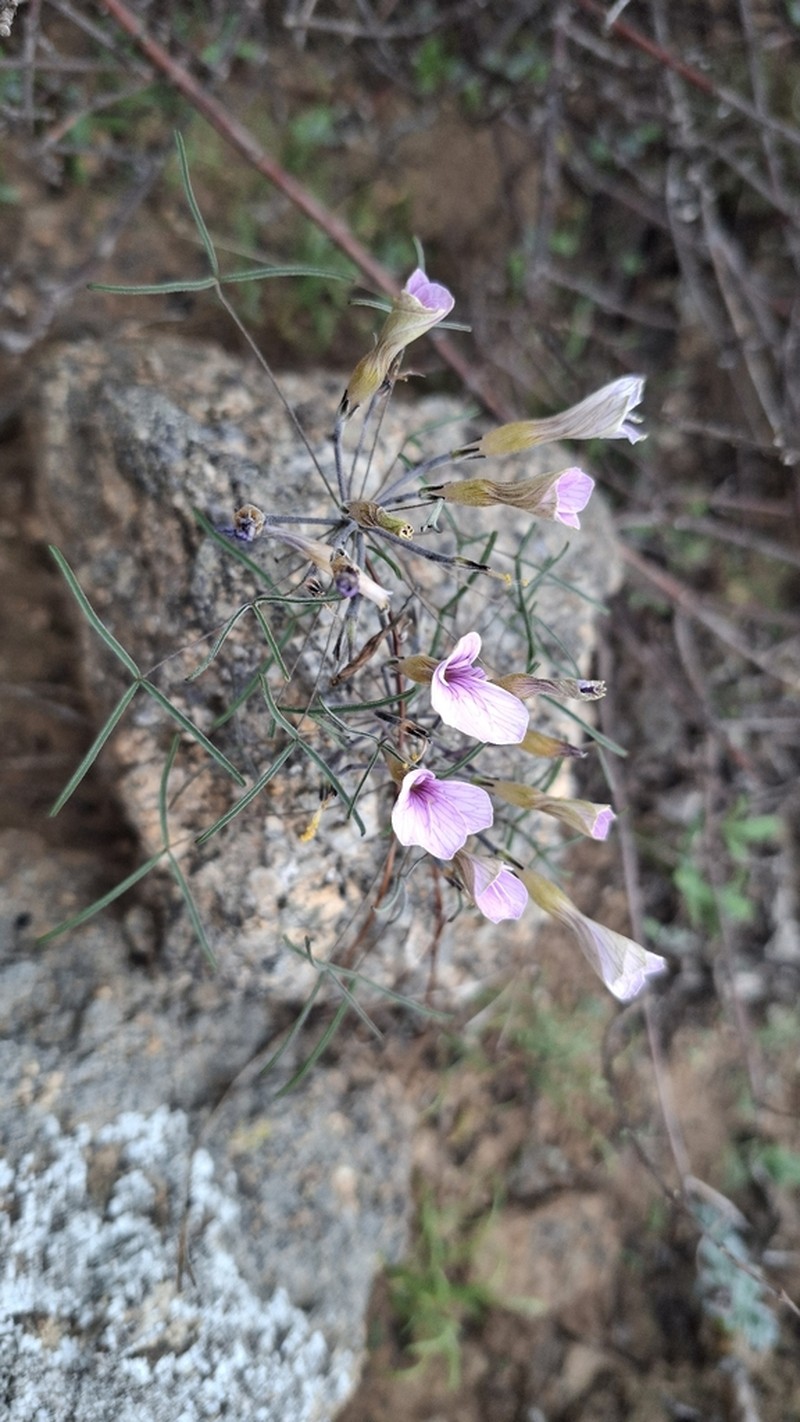 Oxalis gracilis photo 2
