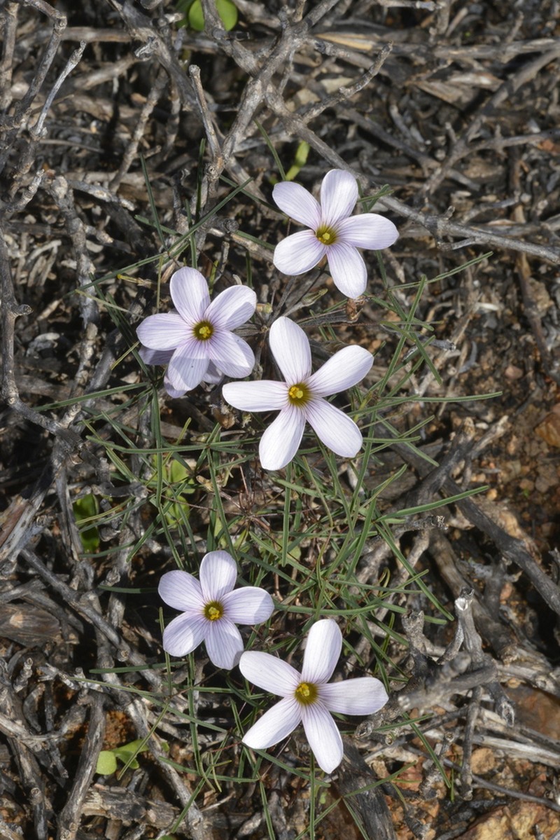 Oxalis gracilis photo 3