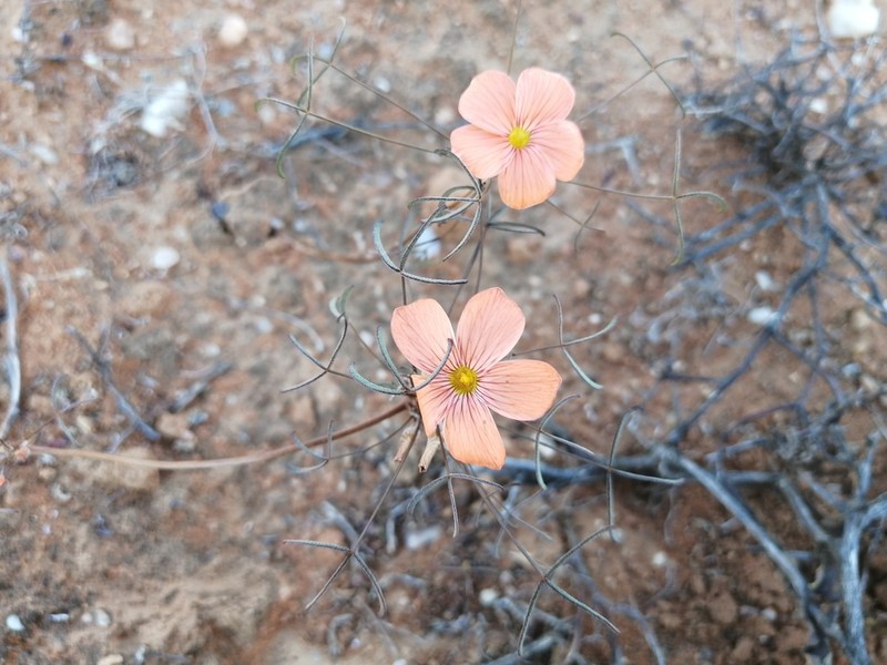 Oxalis gracilis photo 4