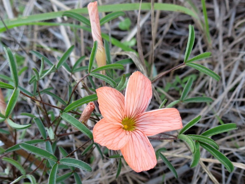 Oxalis gracilis photo 5