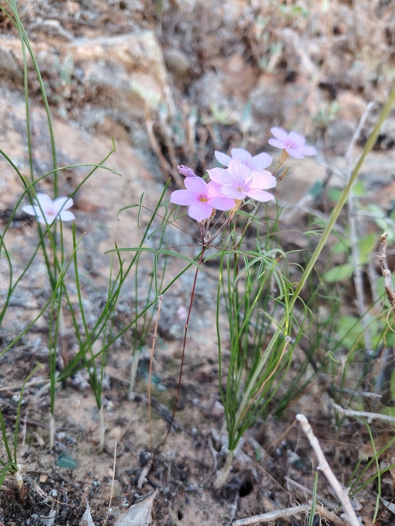 Oxalis gracilis photo 6
