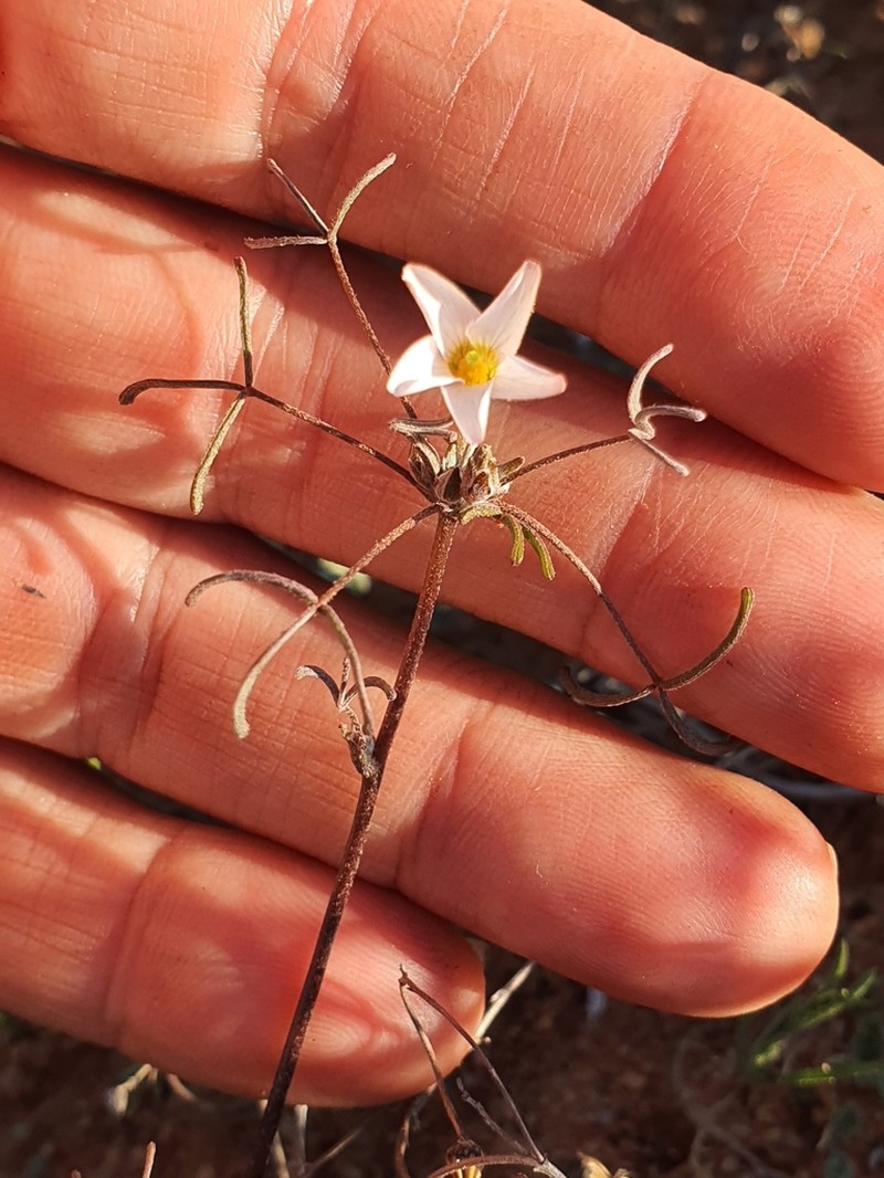 Oxalis gracilis photo 7