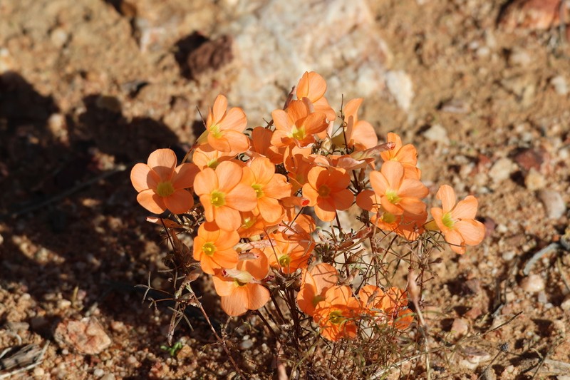Oxalis gracilis photo 8