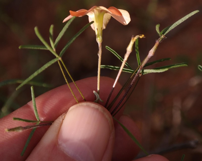 Oxalis gracilis var. gracilis