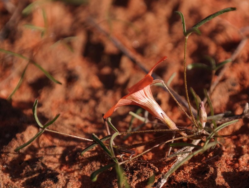 Oxalis gracilis var. gracilis photo 2