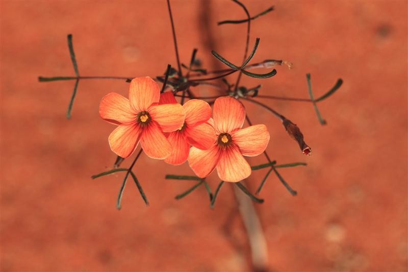 Oxalis gracilis var. gracilis photo 3