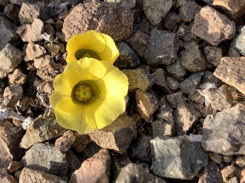 Oxalis grammopetala