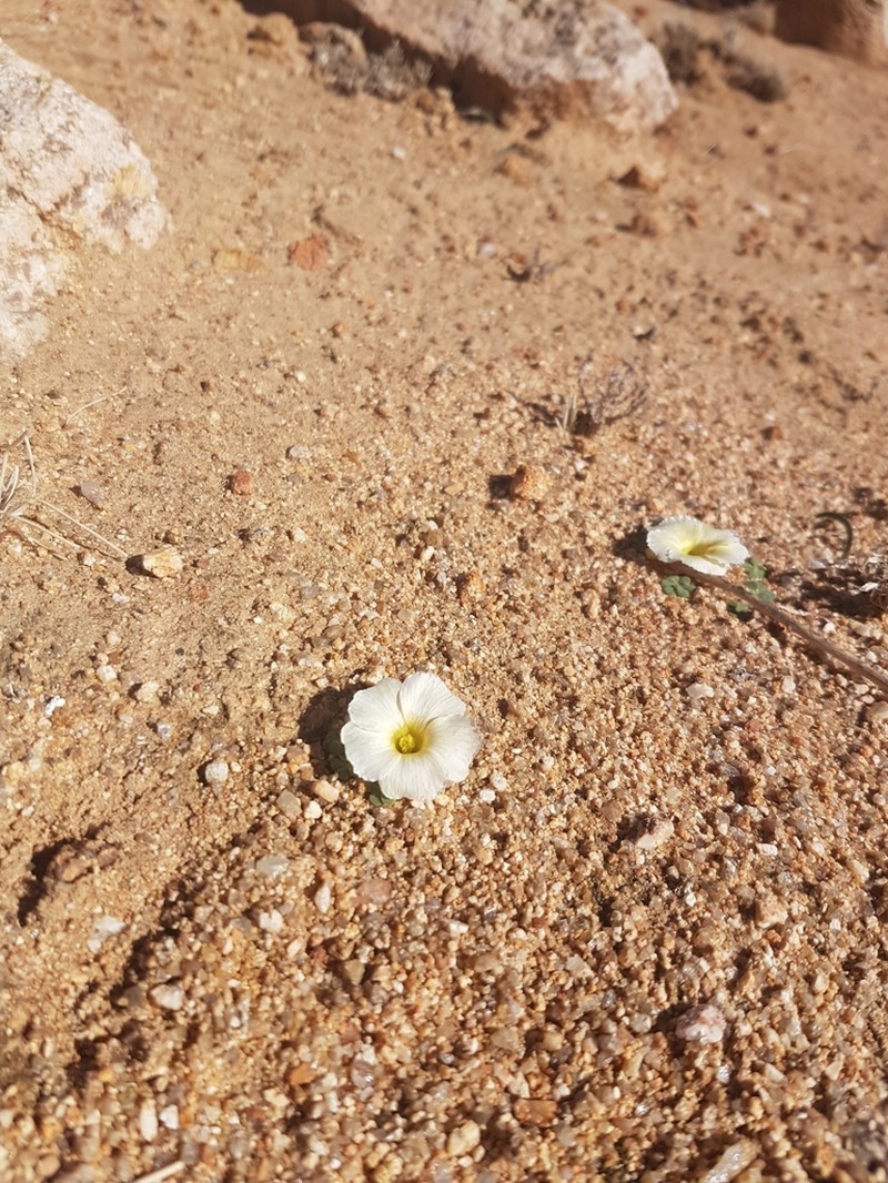 Oxalis grammopetala photo 2