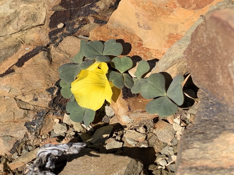 Oxalis grammopetala photo 3