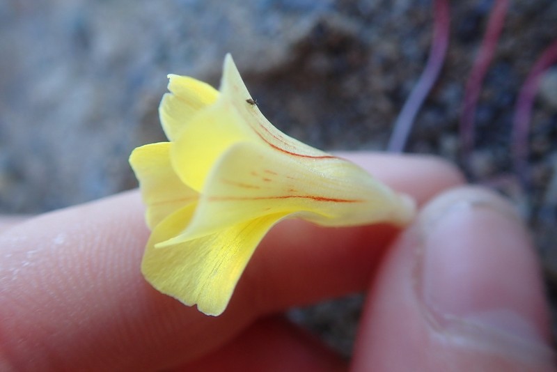 Oxalis grammopetala photo 4