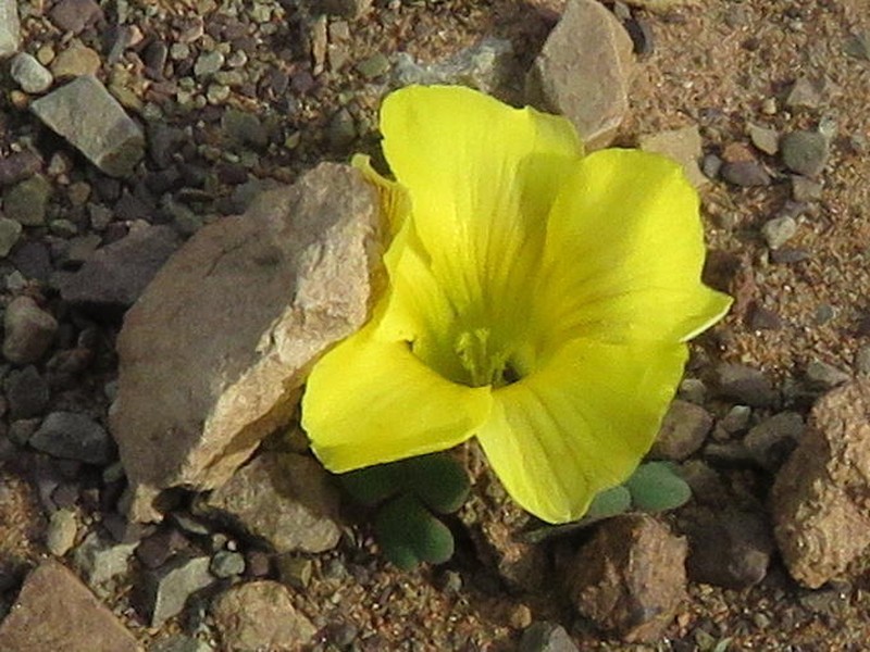 Oxalis grammopetala photo 5