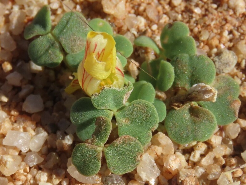 Oxalis grammopetala photo 6