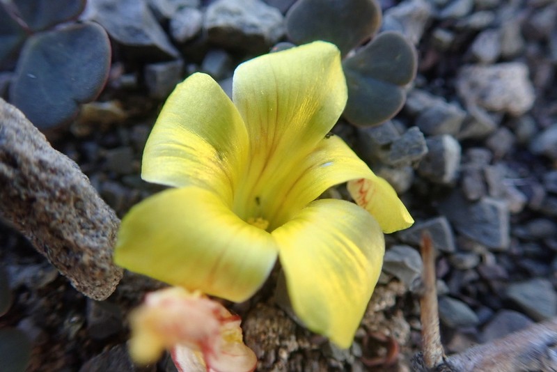 Oxalis grammopetala photo 7