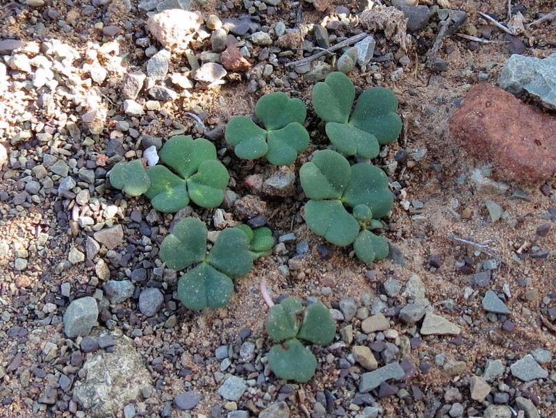 Oxalis grammopetala photo 8