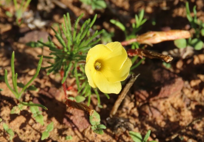 Oxalis grammophylla