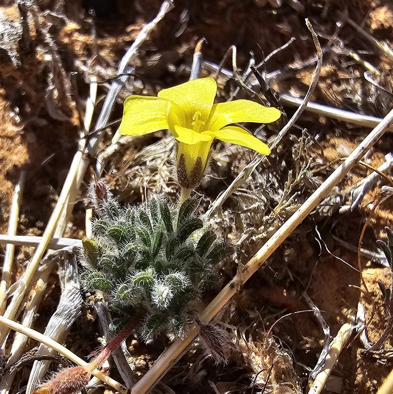 Oxalis grammophylla photo 3