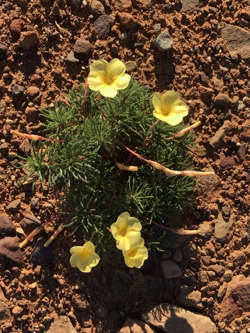 Oxalis grammophylla photo 4