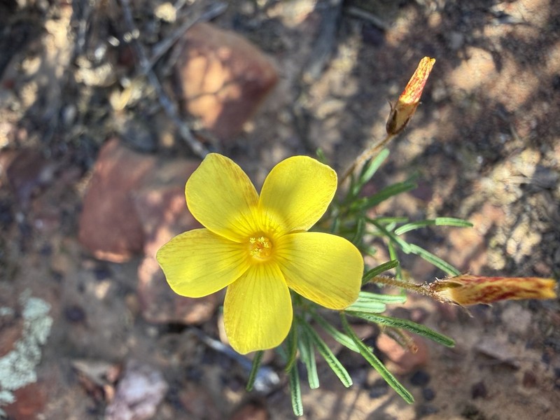 Oxalis grammophylla photo 5