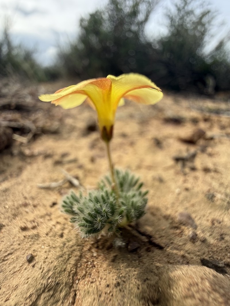 Oxalis grammophylla photo 8