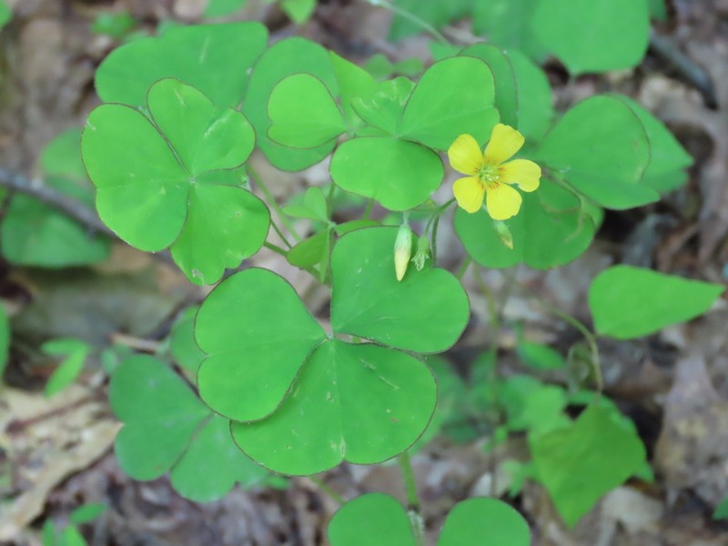 Great Yellow Woodsorrel photo 3