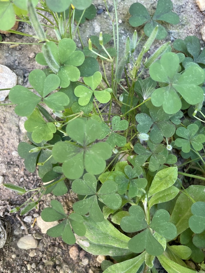 Great Yellow Woodsorrel photo 4