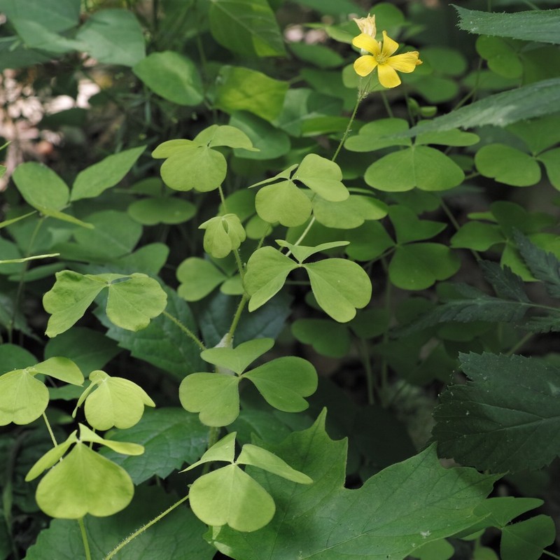 Great Yellow Woodsorrel photo 5