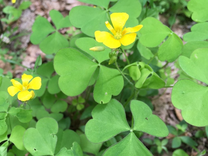 Great Yellow Woodsorrel photo 6