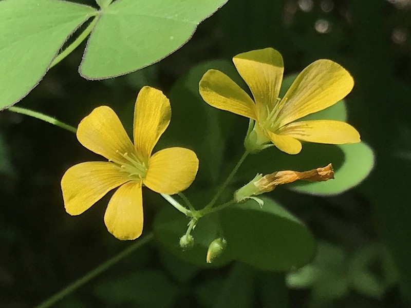 Great Yellow Woodsorrel photo 7