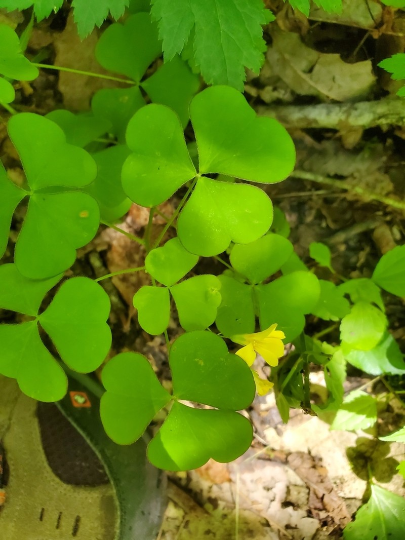 Great Yellow Woodsorrel photo 8