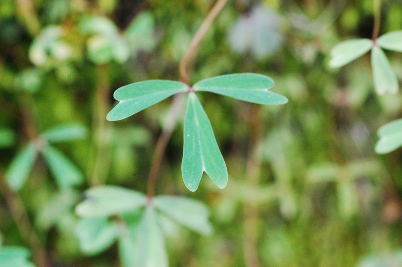 Oxalis gregaria photo 2