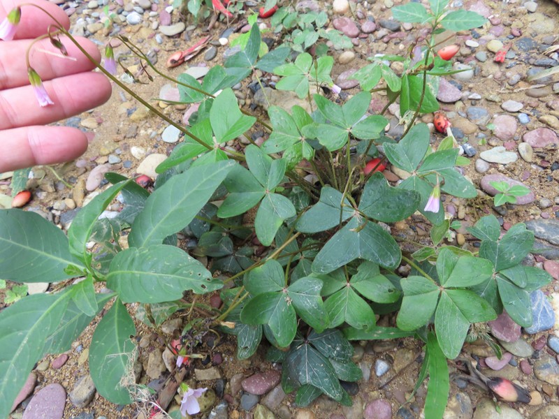 Oxalis gregaria photo 3