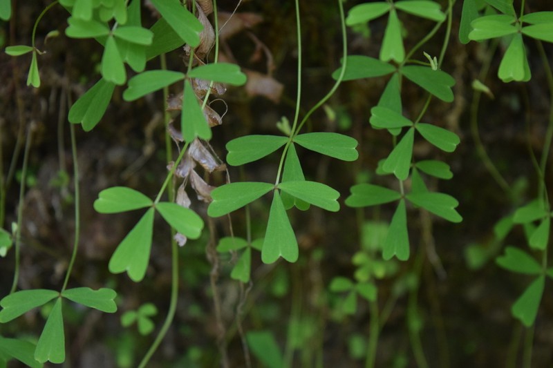Oxalis gregaria photo 4