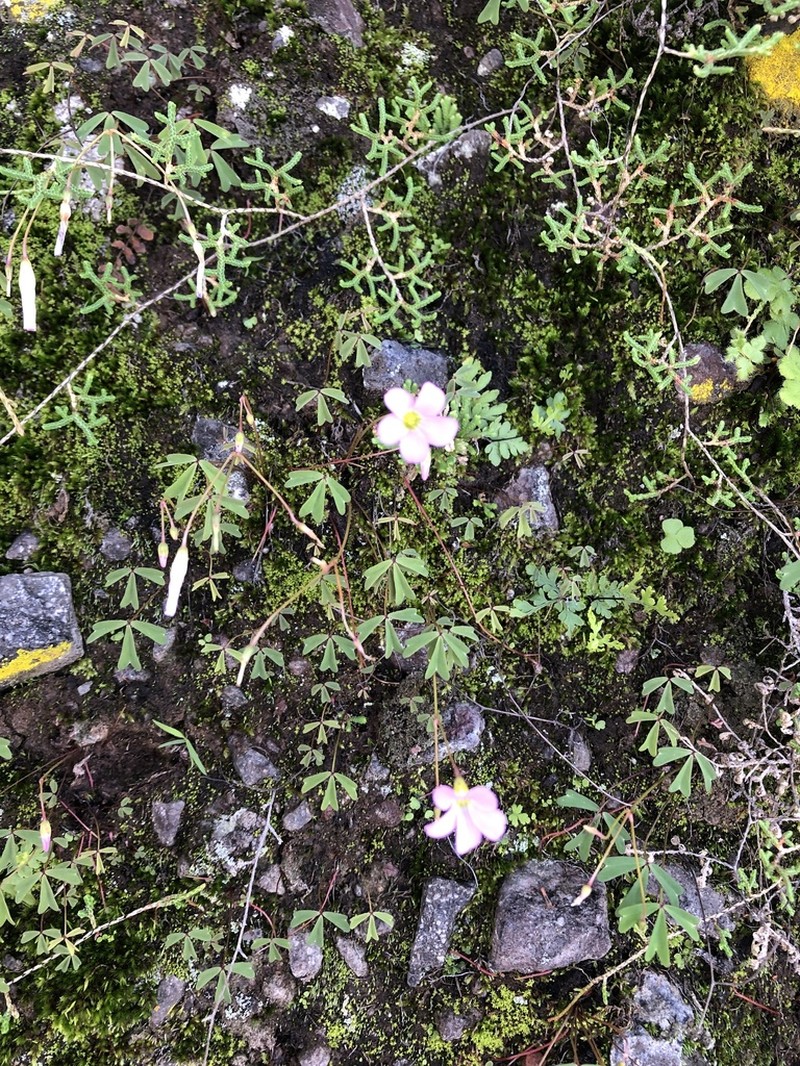 Oxalis gregaria photo 5