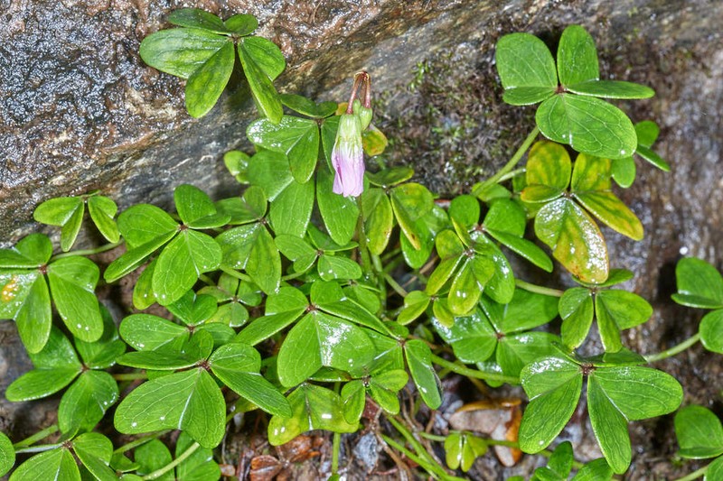 Oxalis gregaria photo 6
