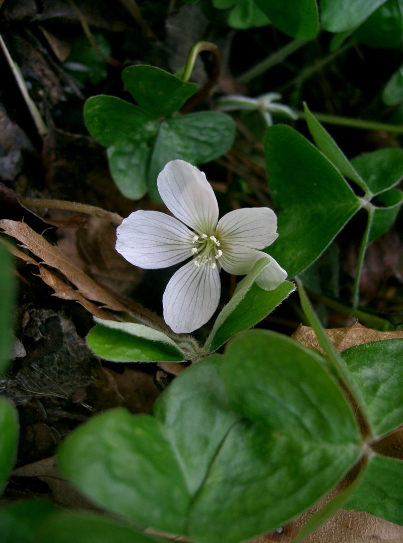 Oxalis griffithii