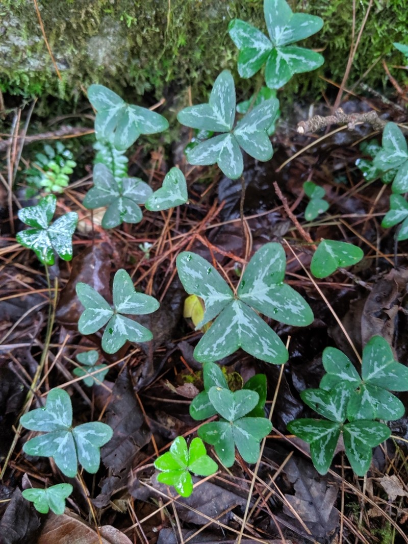 Oxalis griffithii photo 2