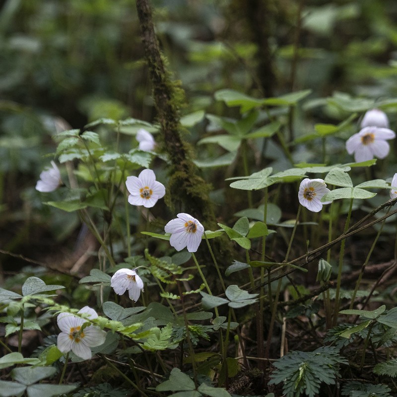 Oxalis griffithii photo 3