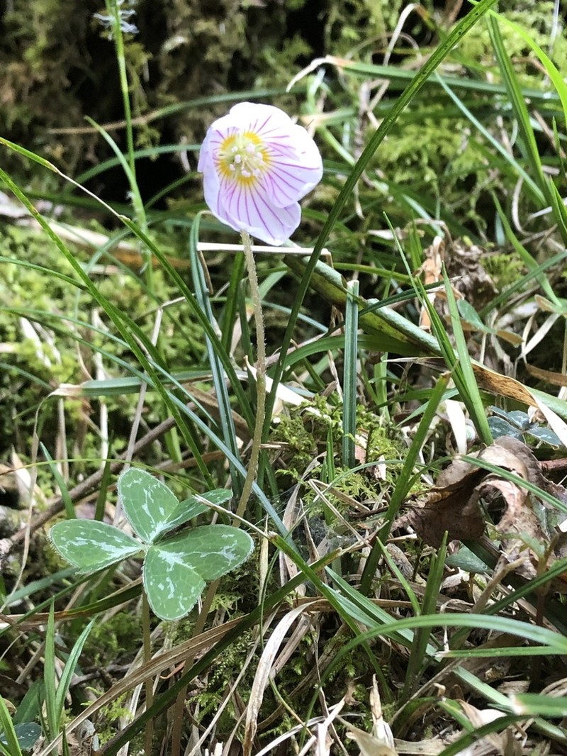 Oxalis griffithii photo 4