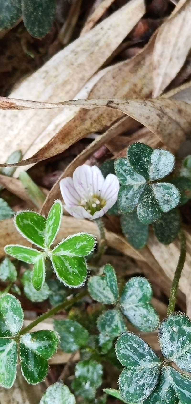 Oxalis griffithii photo 5