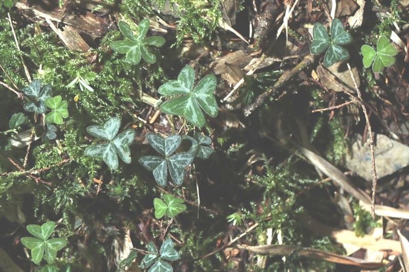 Oxalis griffithii photo 6