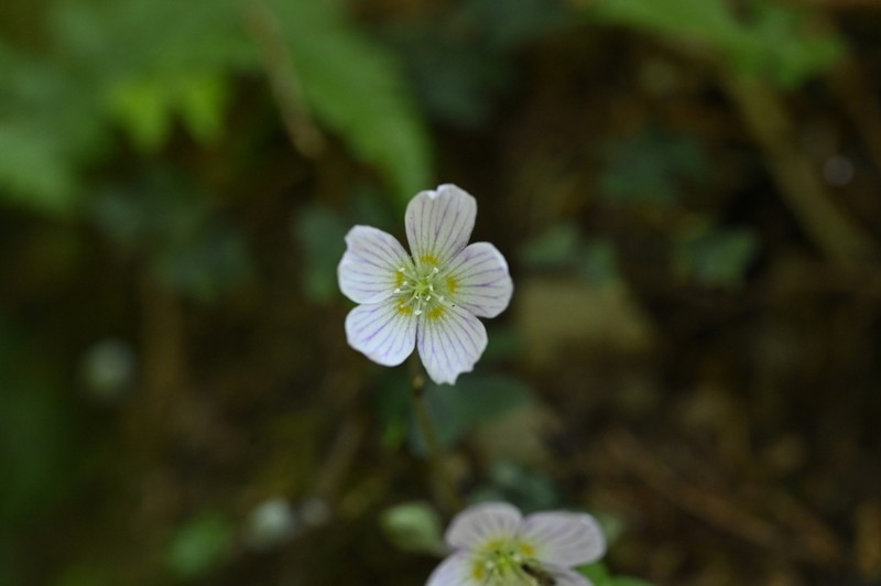 Oxalis griffithii photo 7
